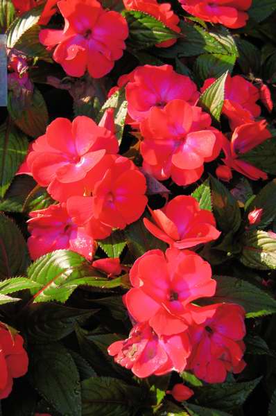 Picture of Impatiens hawkeri Infinity Cherry Red New Guinea Impatiens