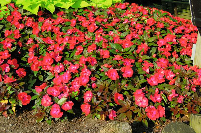 Picture of Impatiens hawkeri Infinity Cherry Red New Guinea Impatiens