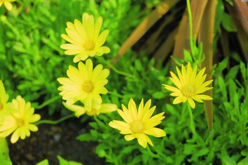 Picture of Osteospermum hybrid Voltage African Daisy