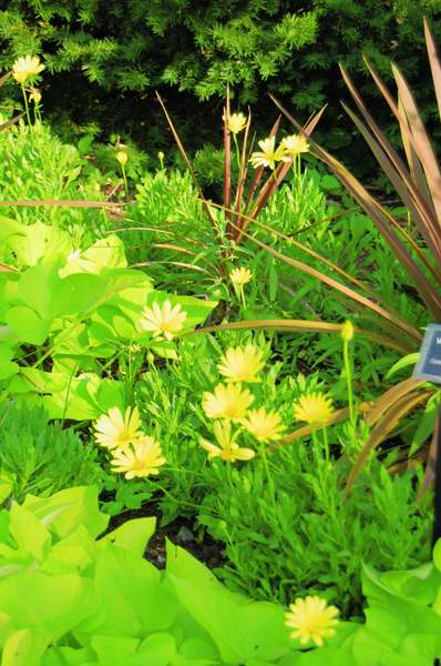 Picture of Osteospermum%20hybrid%20Voltage%20African%20Daisy