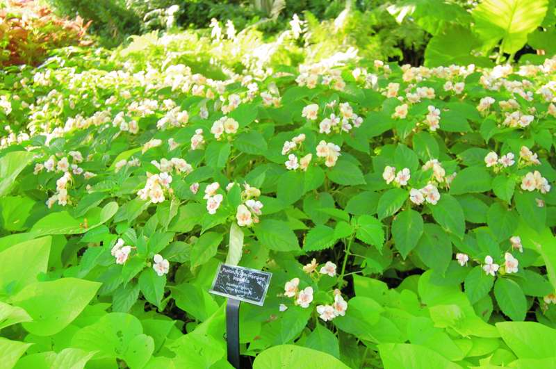 Picture of Impatiens hybrida 'Fusion Glow Improved' Fusion Glow Improved Impatiens