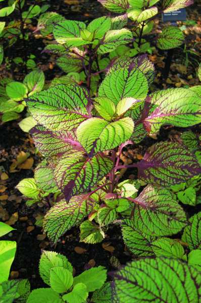 Picture of Solenostemon scutellarioides 'Fishnet Stockings' 'Fishnet Stockings'