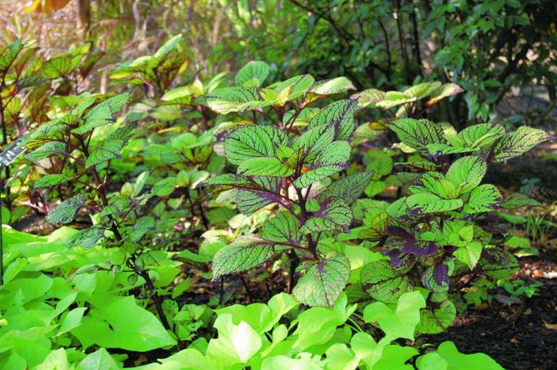 Picture of Solenostemon scutellarioides 'Fishnet Stockings' 'Fishnet Stockings'