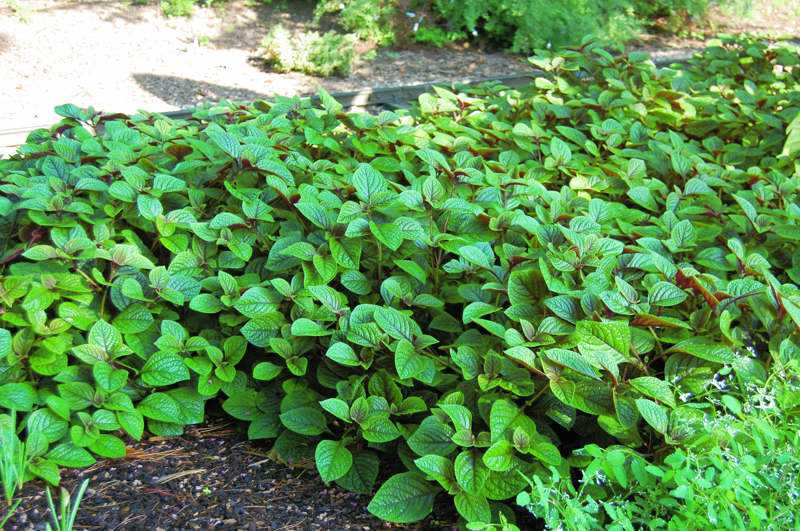 Picture of Solenostemon scutellarioides 'Fishnet Stockings' 'Fishnet Stockings'