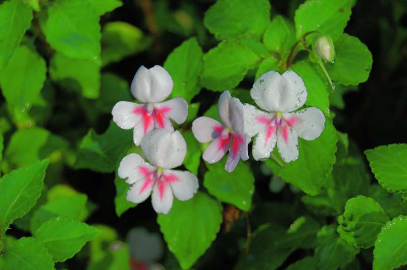 Picture of Impatiens%20hybrida%20Butterfly%20Salmon%20Eye%20Butterfly%20Salmon%20Eye