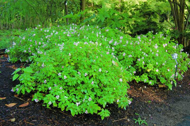 Picture of Impatiens%20hybrida%20Butterfly%20Salmon%20Eye%20Butterfly%20Salmon%20Eye