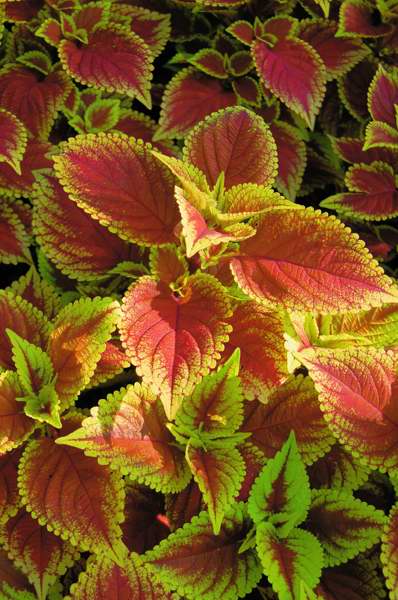 Picture of Solenostemon%20scutellarioides%20'Trusty%20Rusty'%20Coleus