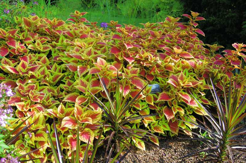 Picture of Solenostemon scutellarioides 'Trusty Rusty' Coleus