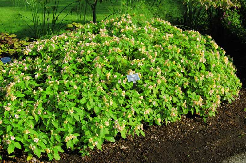 Picture of Impatiens hybrida 'Fusion Glow Improved' Fusion Glow Improved Impatiens