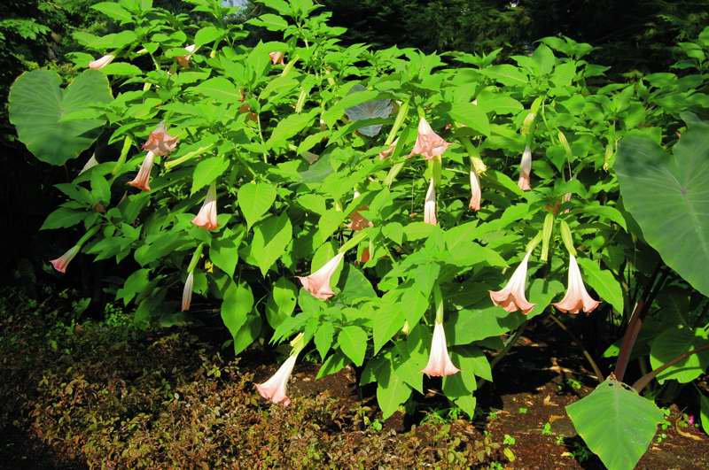 Picture of Brugmansia insignis 'Pink' Pink Angel's Trumpet