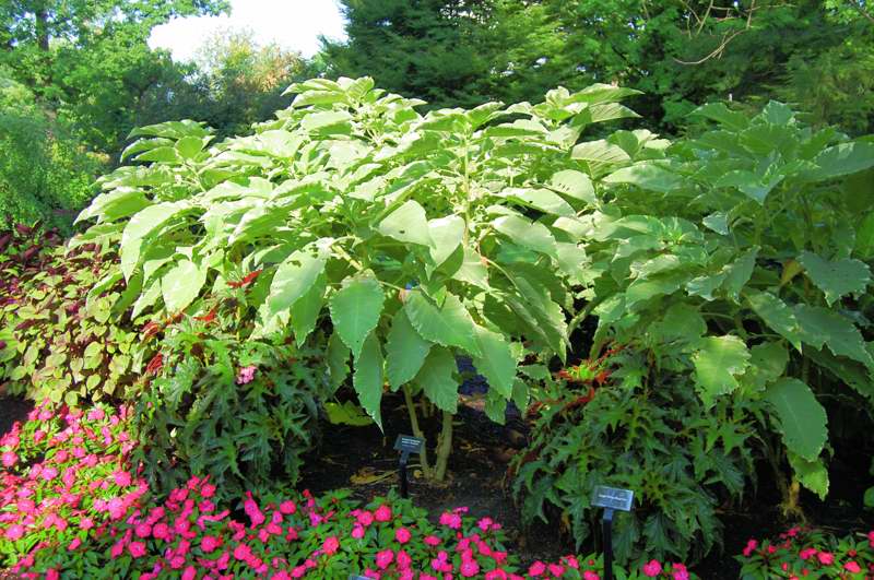 Picture of Brugmansia 'Sunset' Sunset Variegated Angel's Trumpet