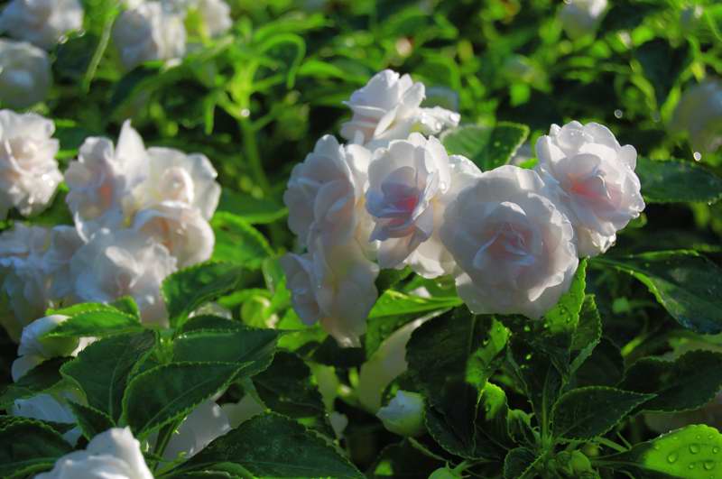 Picture of Impatiens walleriana Fiesta 'White' Fiesta 'White'