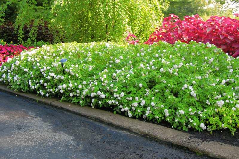 Picture of Impatiens walleriana Fiesta 'White' Fiesta 'White'