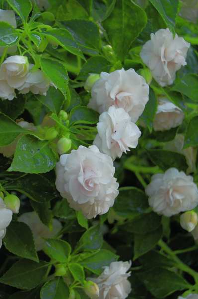 Picture of Impatiens walleriana Fiesta 'White' Fiesta 'White'