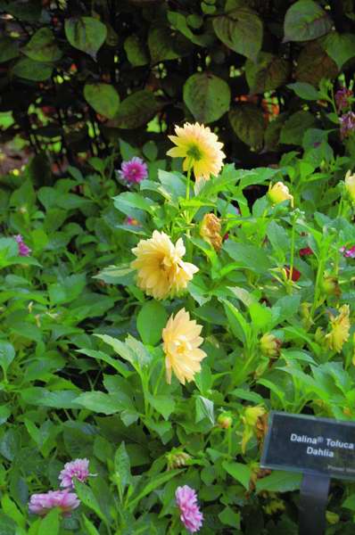 Picture of Dahlia hybrid Dalina Toluca Dahlia