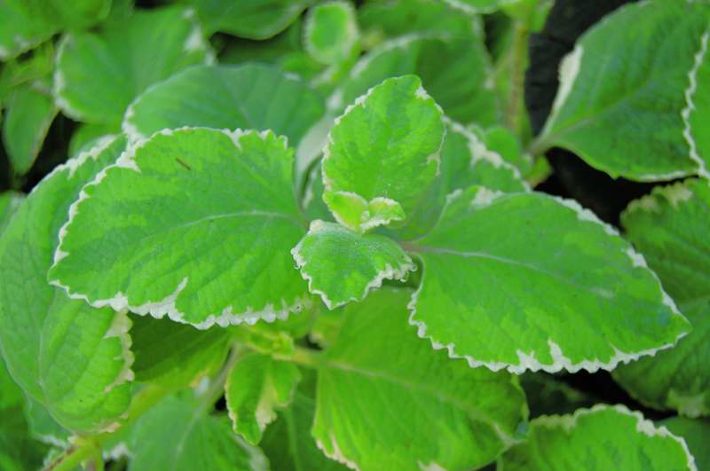 Picture of Plectranthus  'Nicodemus' Spurflower