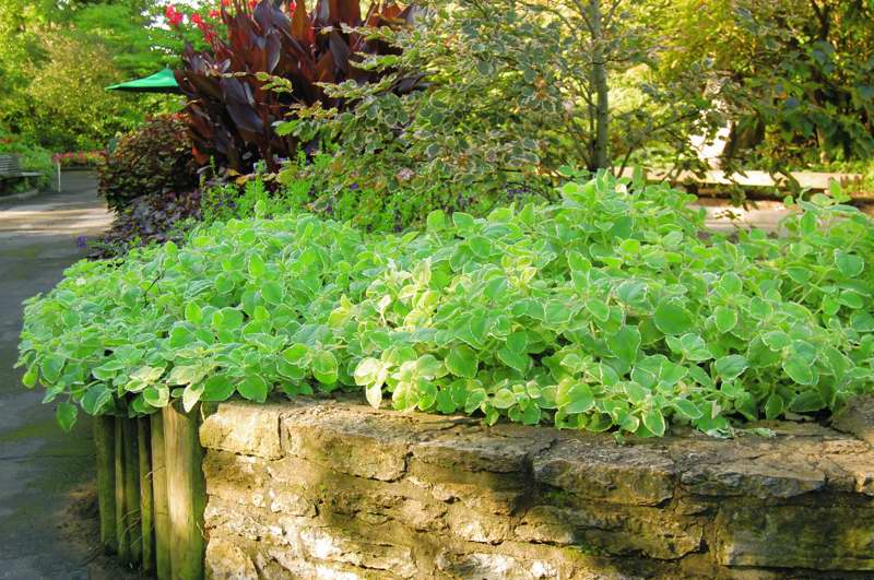 Picture of Plectranthus  'Nicodemus' Spurflower