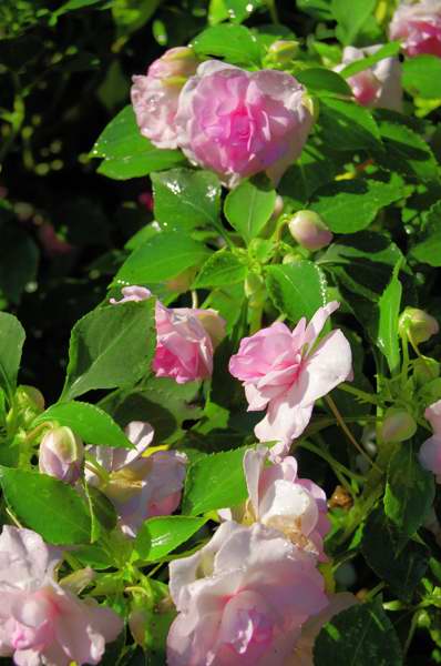 Picture of Impatiens walleriana Rockapulco 'Appleblossom' Double Impatiens