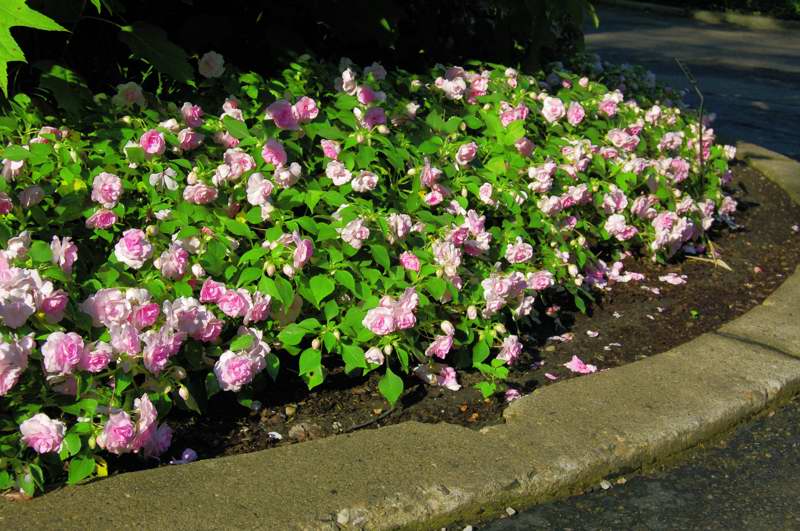 Picture of Impatiens walleriana Rockapulco 'Appleblossom' Double Impatiens