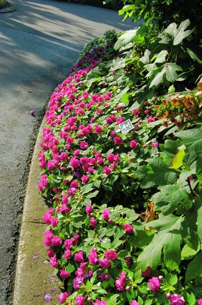 Picture of Impatiens walleriana Rockapulco 'Purple' Double Impatiens