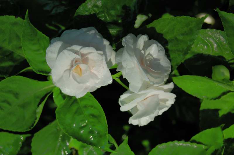 Picture of Impatiens wallerina Rockapulco 'White' Double Impatiens