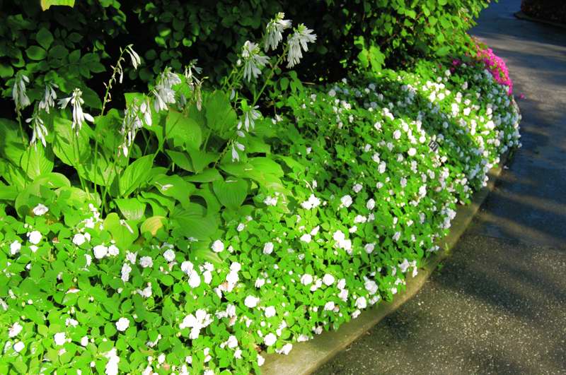 Picture of Impatiens wallerina Rockapulco 'White' Double Impatiens