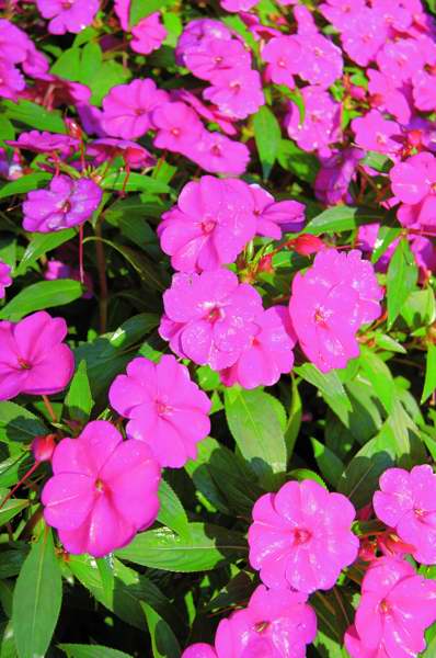 Picture of Impatiens walleriana Fanfare Fushia Trailing Impatiens