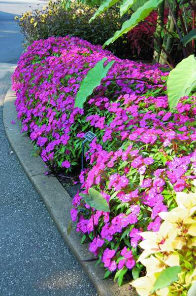 Picture of Impatiens walleriana Fanfare Fushia Trailing Impatiens