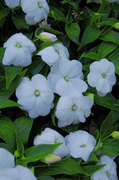 Picture of Impatiens walkeri Infinity White New Guinea Impatiens