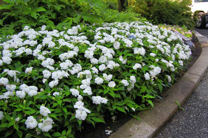 Picture of Impatiens walkeri Infinity White New Guinea Impatiens