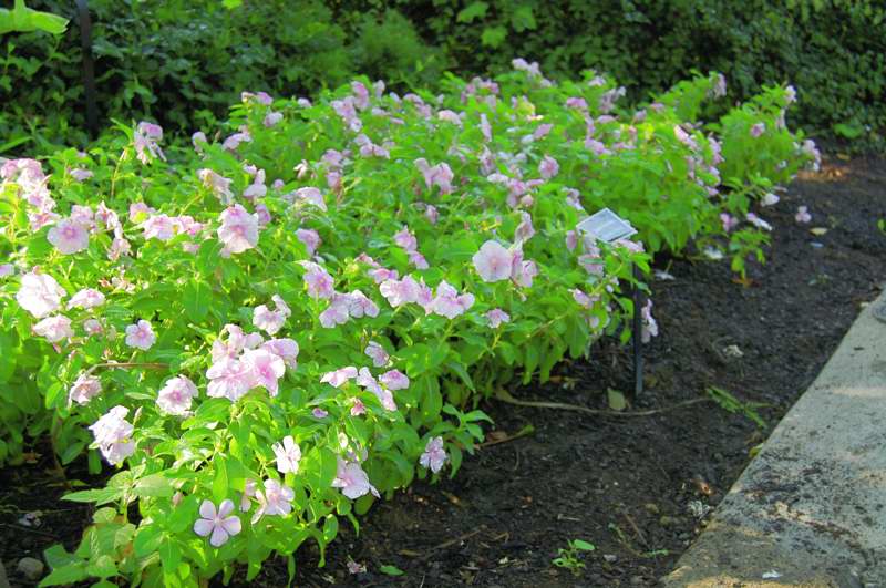 Picture of Catharathus  'Cooler Pink' Vinca