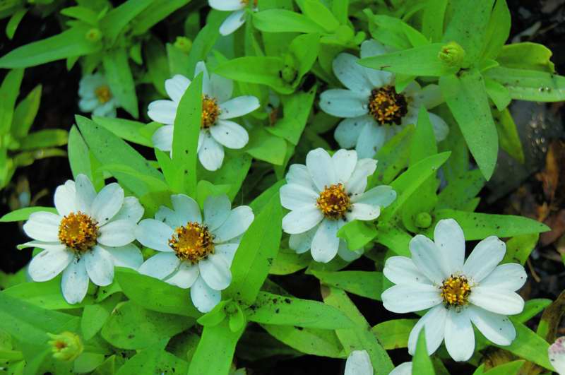 Picture of Zinnia  Profusion White