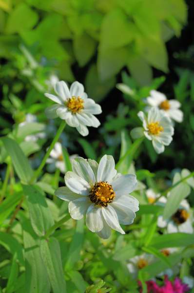 Picture of Zinnia  Profusion White