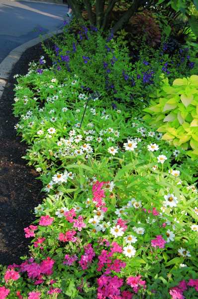 Picture of Zinnia  Profusion White