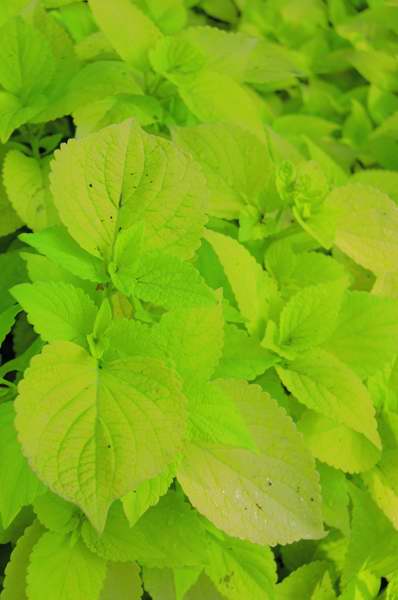 Picture of Solenostemon scutellarioides 'Colorblaze® Life Lime' Colorblaze® Life Lime Coleus