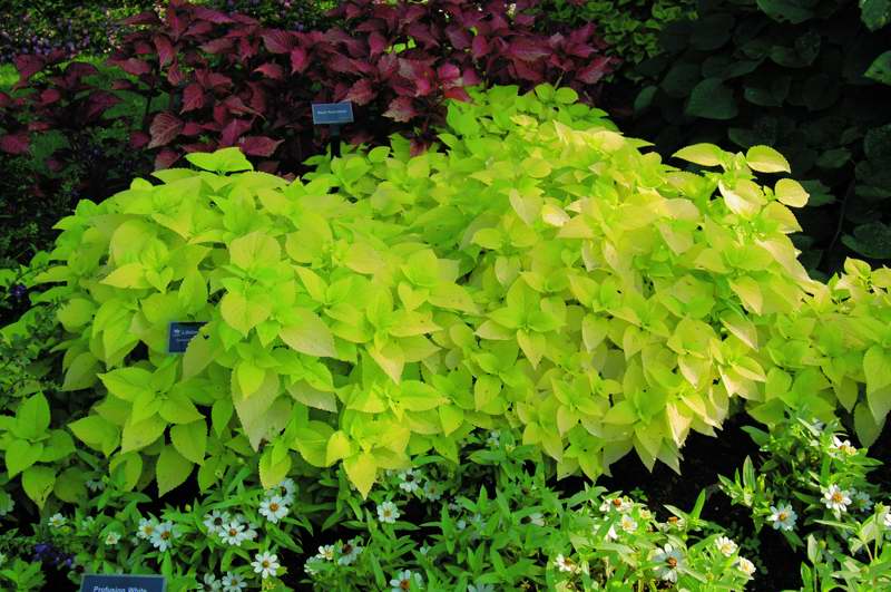 Picture of Solenostemon scutellarioides 'Colorblaze® Life Lime' Colorblaze® Life Lime Coleus