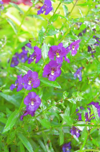 Picture of Angelonia angustifolia Angelface Blue