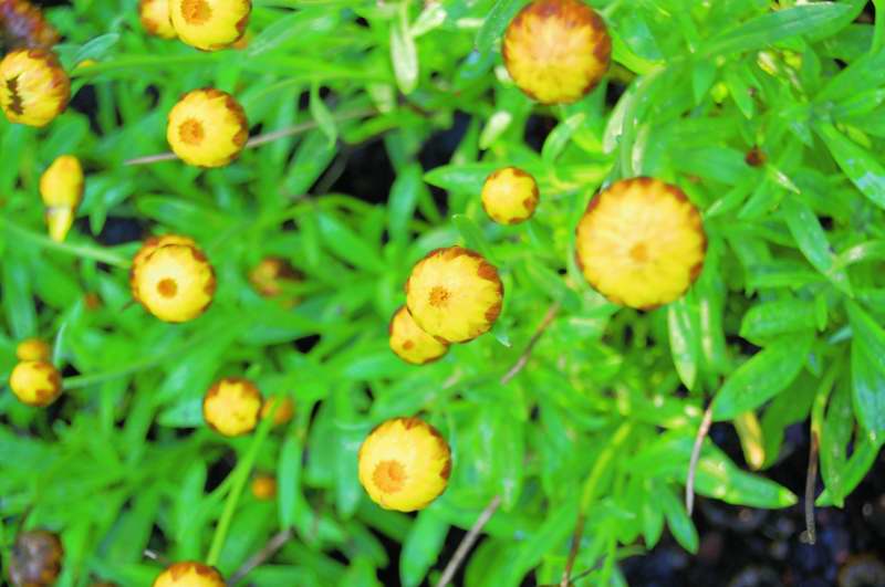 Picture of Bracteantha bracteatum Dreamtime Yellow Jumbo Strawflower Strawflower