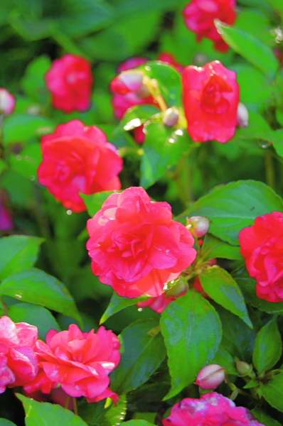 Picture of Impatiens walleriana 'Rockapulco Red' Rockapulco Red Double Impatiens