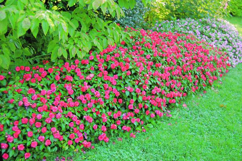 Picture of Impatiens walleriana 'Rockapulco Red' Rockapulco Red Double Impatiens