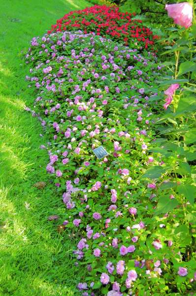 Picture of Impatiens walleriana 'Rockapulco Orchid' Rockapulco Orchid Double Impatiens