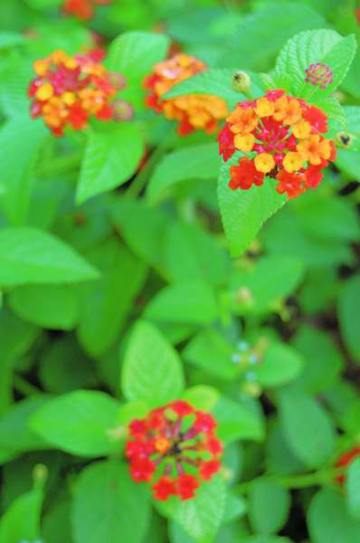 Picture of Lantana camara Luscious Citrus Blend Luscious Citrus Blend