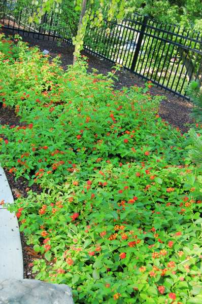 Picture of Lantana camara Luscious Citrus Blend Luscious Citrus Blend