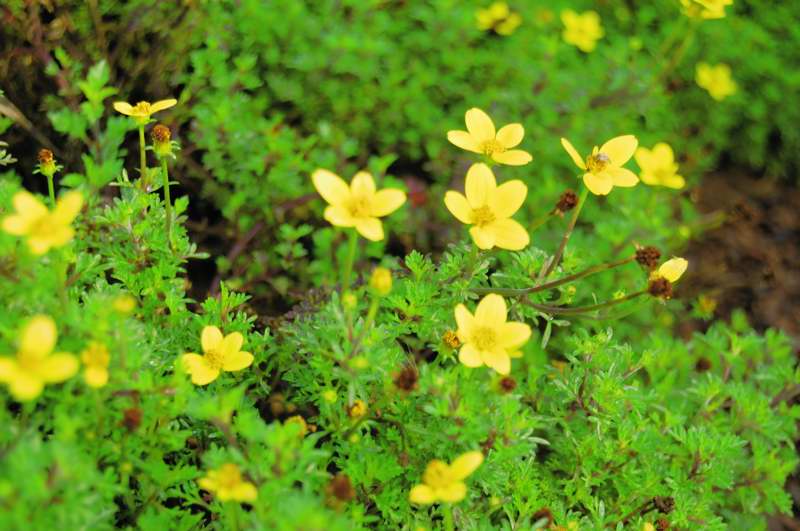 Picture of Bidens ferulifolia 'Sun Kiss' 'Sun Kiss'