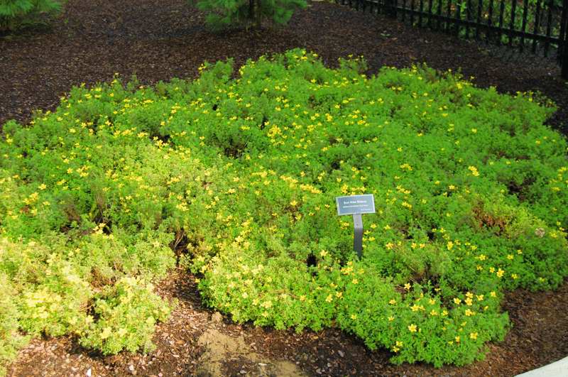 Picture of Bidens ferulifolia 'Sun Kiss' 'Sun Kiss'