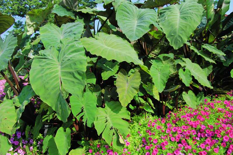 Picture of Colocasia  Heart of the Jungle Elephant Ear
