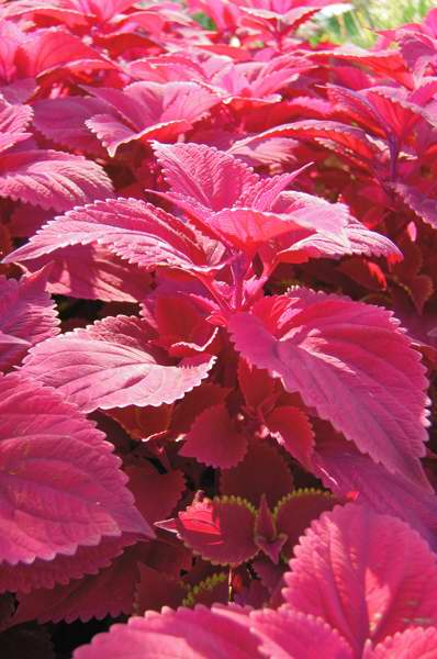 Picture of Solenostemon hybrida 'Redhead' Redhead Coleus