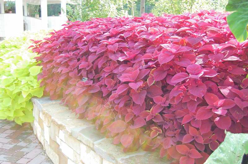 Picture of Solenostemon hybrida 'Redhead' Redhead Coleus