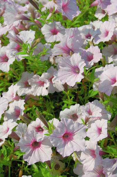 Picture of Petunia  Supertunia Vista Silverberry