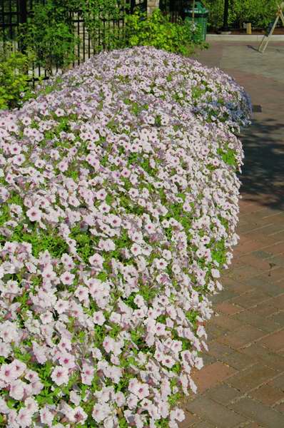 Picture of Petunia  Supertunia Vista Silverberry